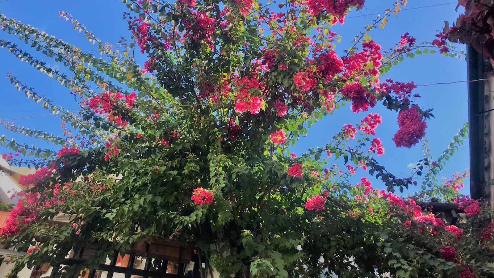 2ª Semana DePatios? – ?Flor de la Gamba y Buganvilla? - dePATIOS Turismo en  Córdoba