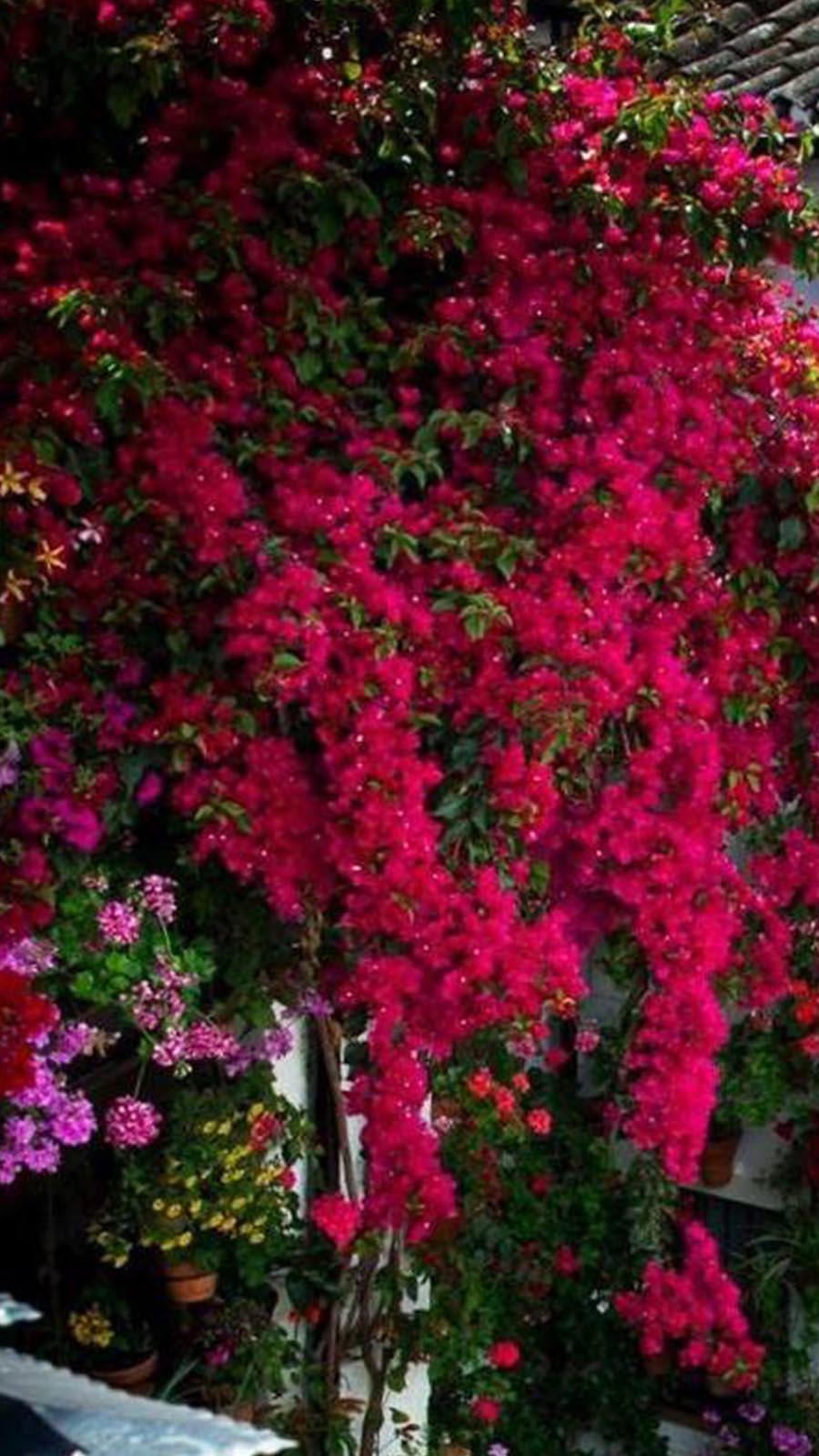 2ª Semana DePatios? – ?Flor de la Gamba y Buganvilla? - dePATIOS Turismo en  Córdoba